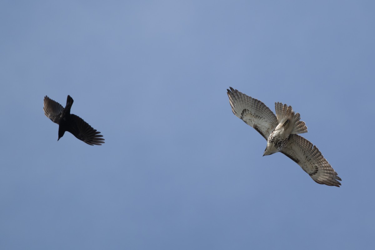 Red-tailed Hawk - ML632135115