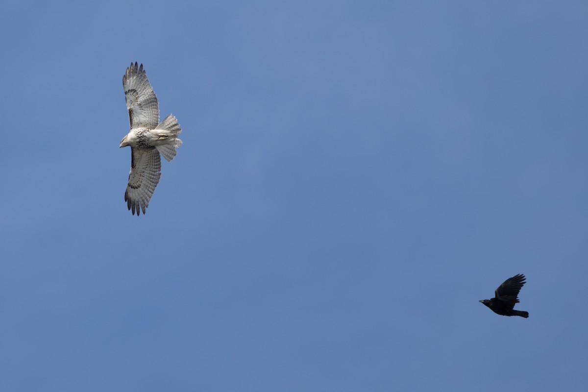 Red-tailed Hawk - ML632135134