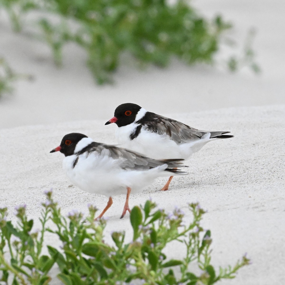 Hooded Plover - ML632135156