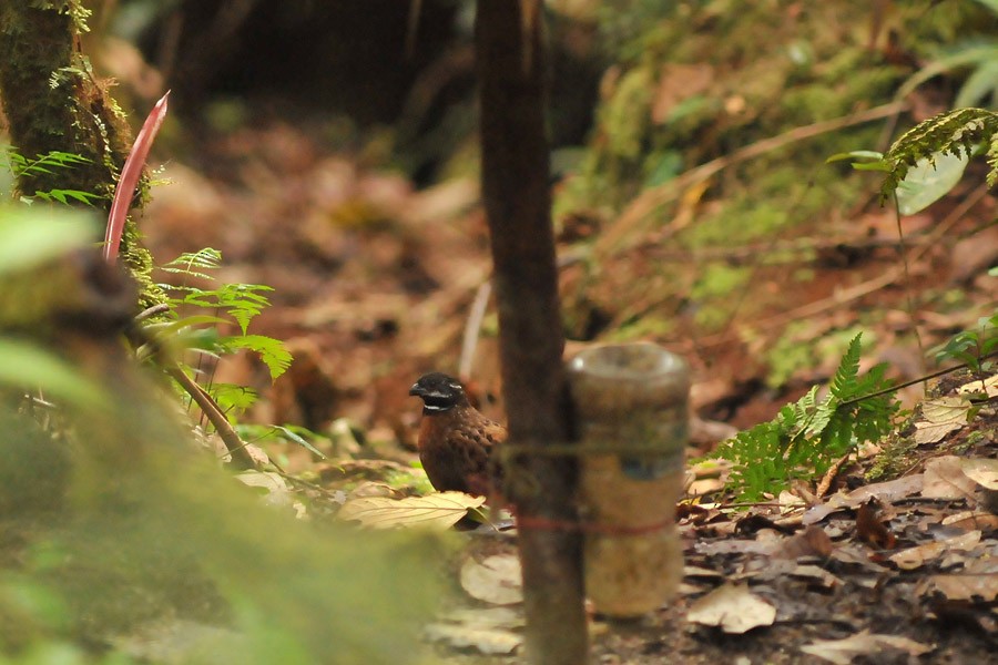 Gorgeted Wood-Quail - ML632135338