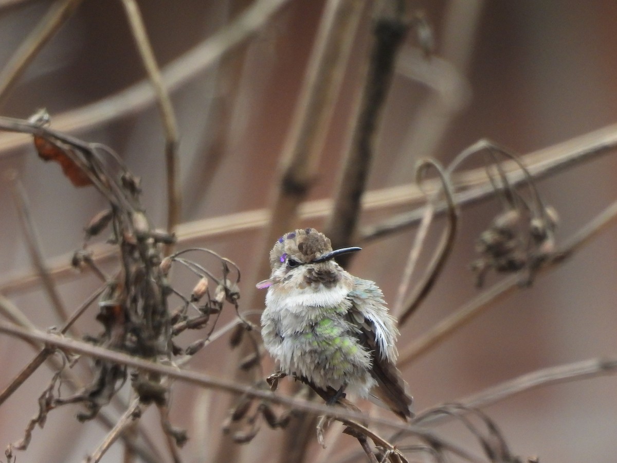 Costa's Hummingbird - ML632135460