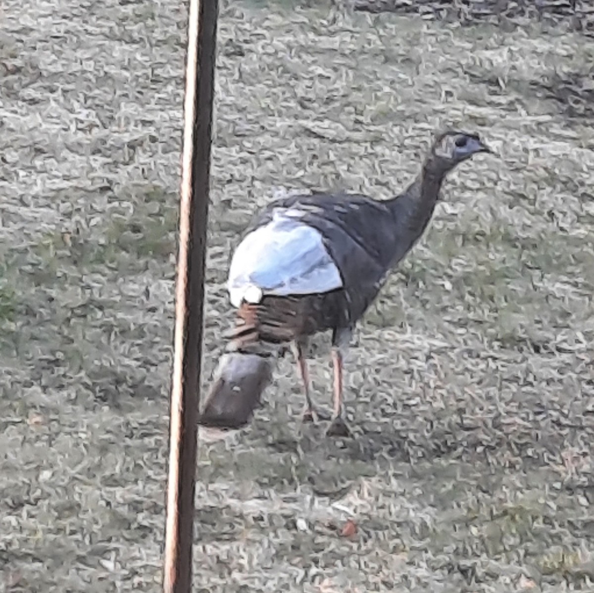 Wild Turkey - ML632135651