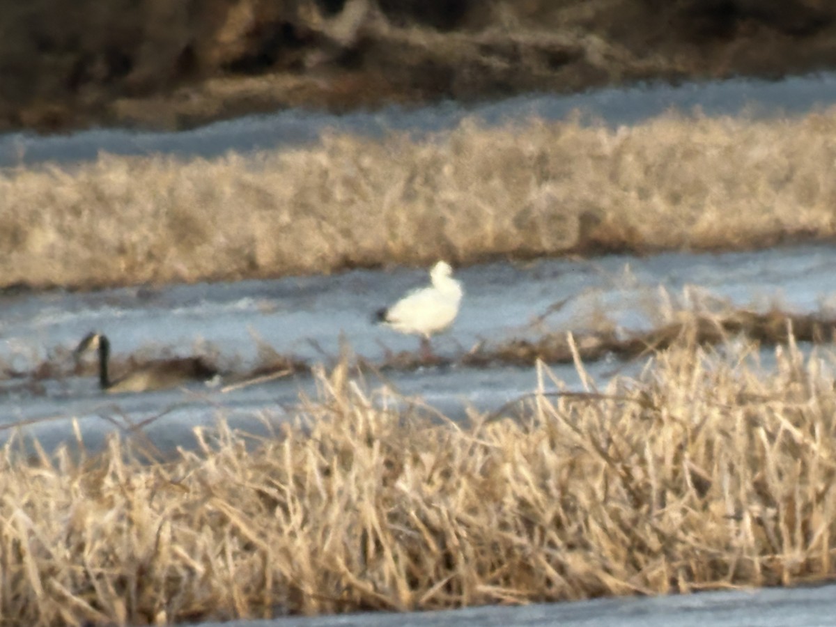 Ross's Goose - ML632135690