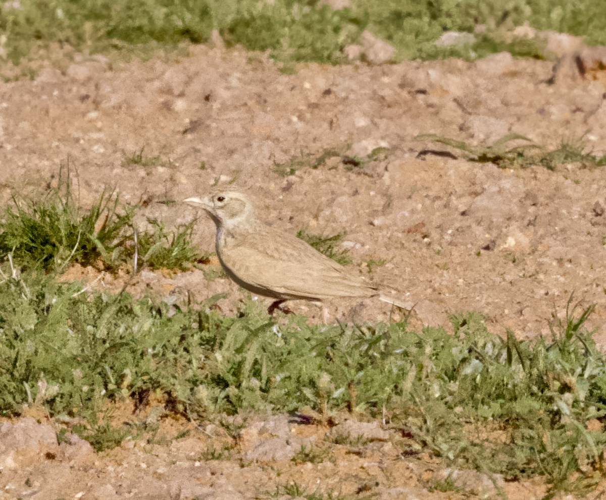 Arabian Lark - ML632135727