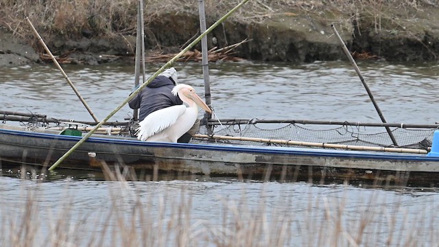 Great White Pelican - ML632135804