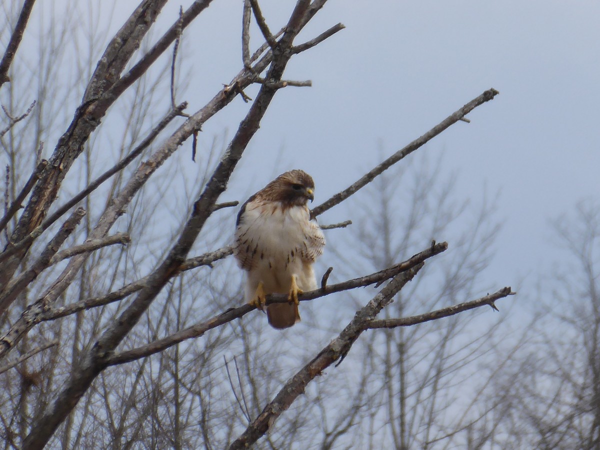 Red-tailed Hawk - ML632135822