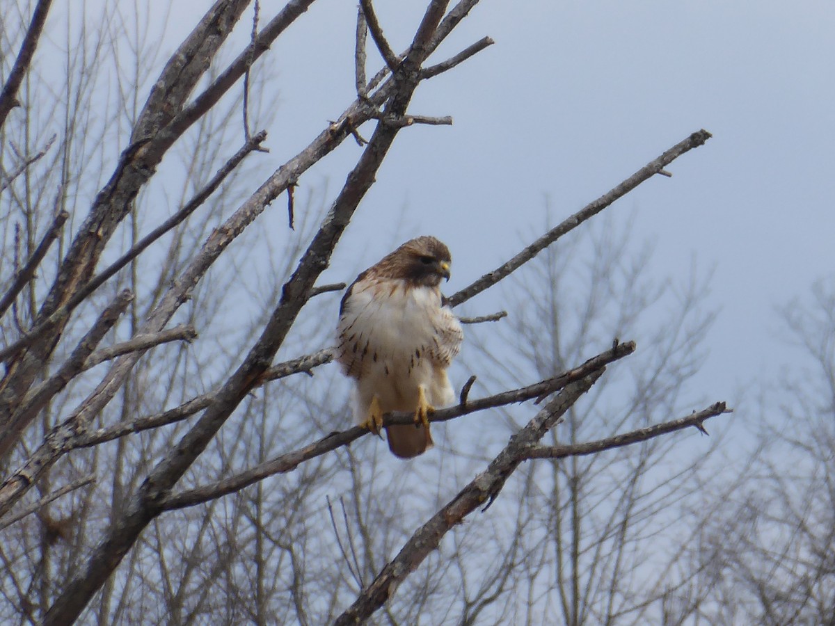 Red-tailed Hawk - ML632135845