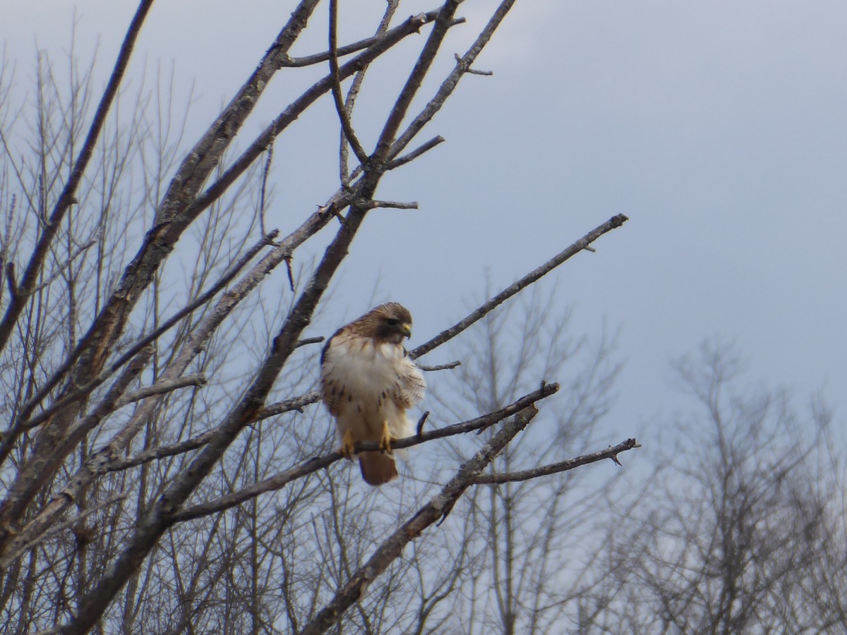 Red-tailed Hawk - ML632135855