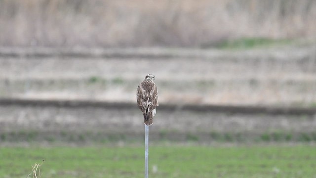 Восточный канюк - ML632135867