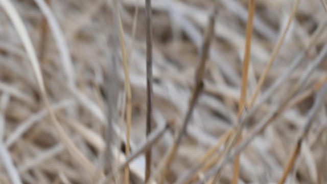 Cisticole des joncs - ML632135948