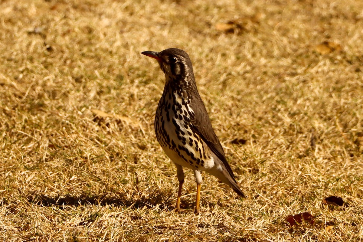 Groundscraper Thrush - ML632136008
