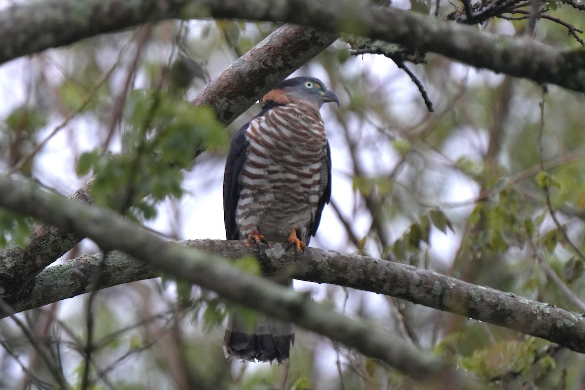 Hook-billed Kite - ML632136021
