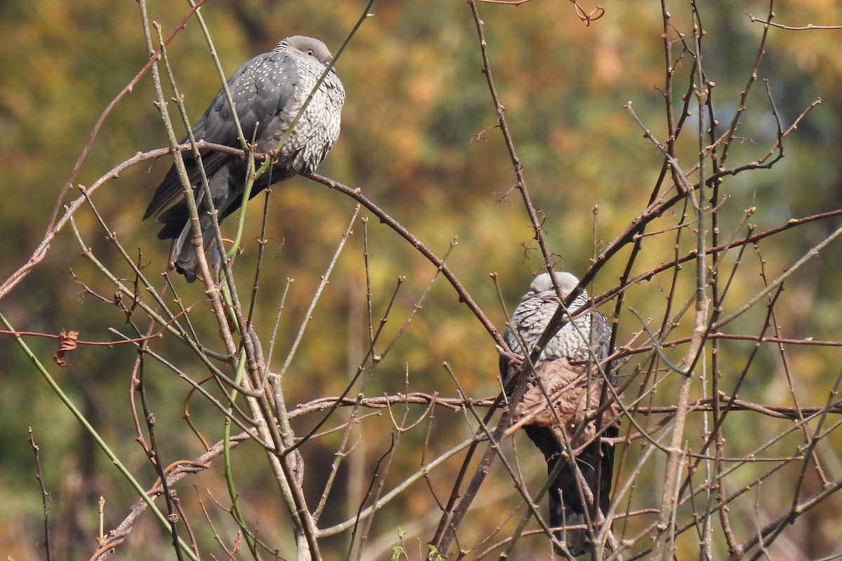 Speckled Wood-Pigeon - ML632136029
