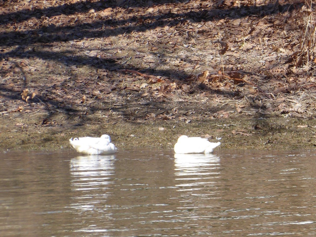 swan sp. - ML632136200