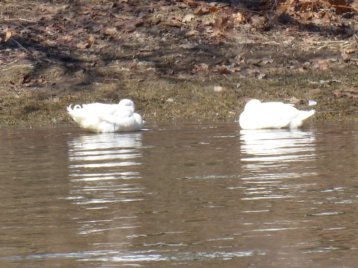 swan sp. - ML632136206
