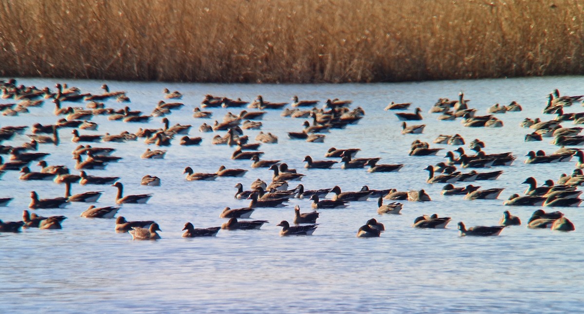 Barnacle Goose - ML632136238