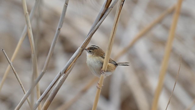 Cisticole des joncs - ML632136321