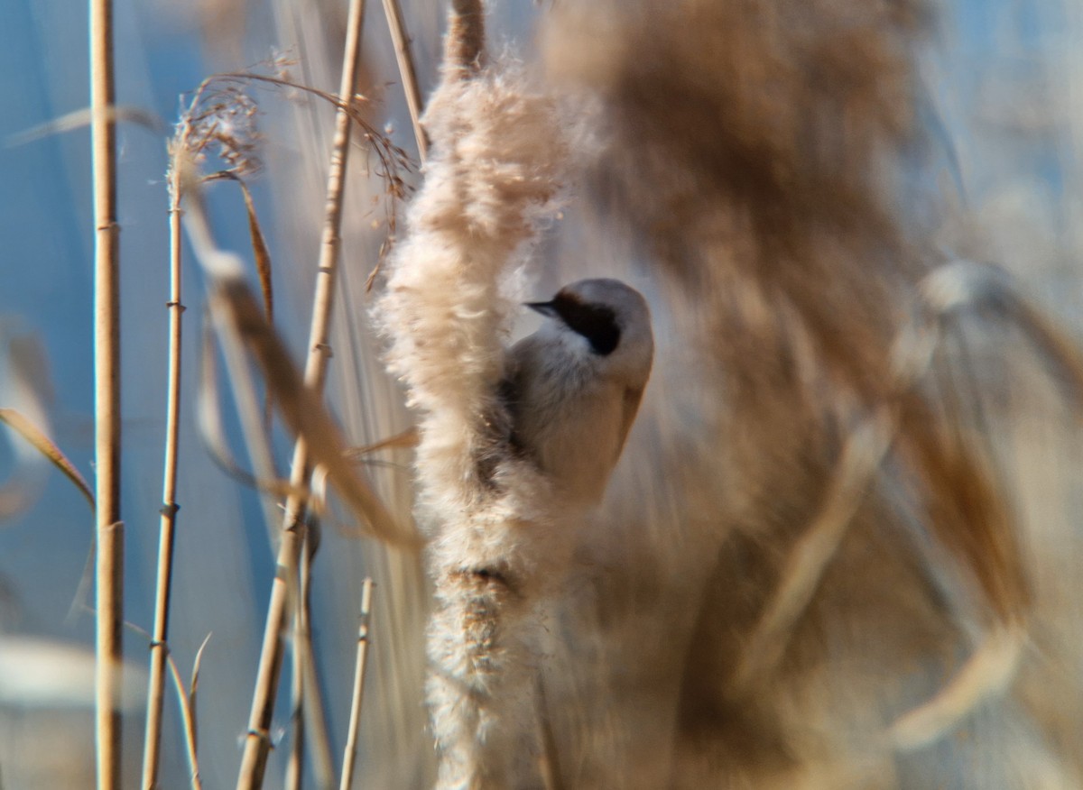 Eurasian Penduline-Tit - ML632136326