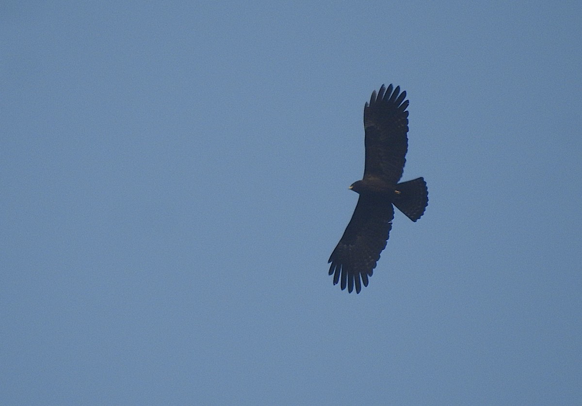 Black Eagle - ML632136328