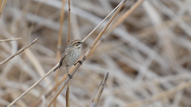 Reed Bunting - ML632136339