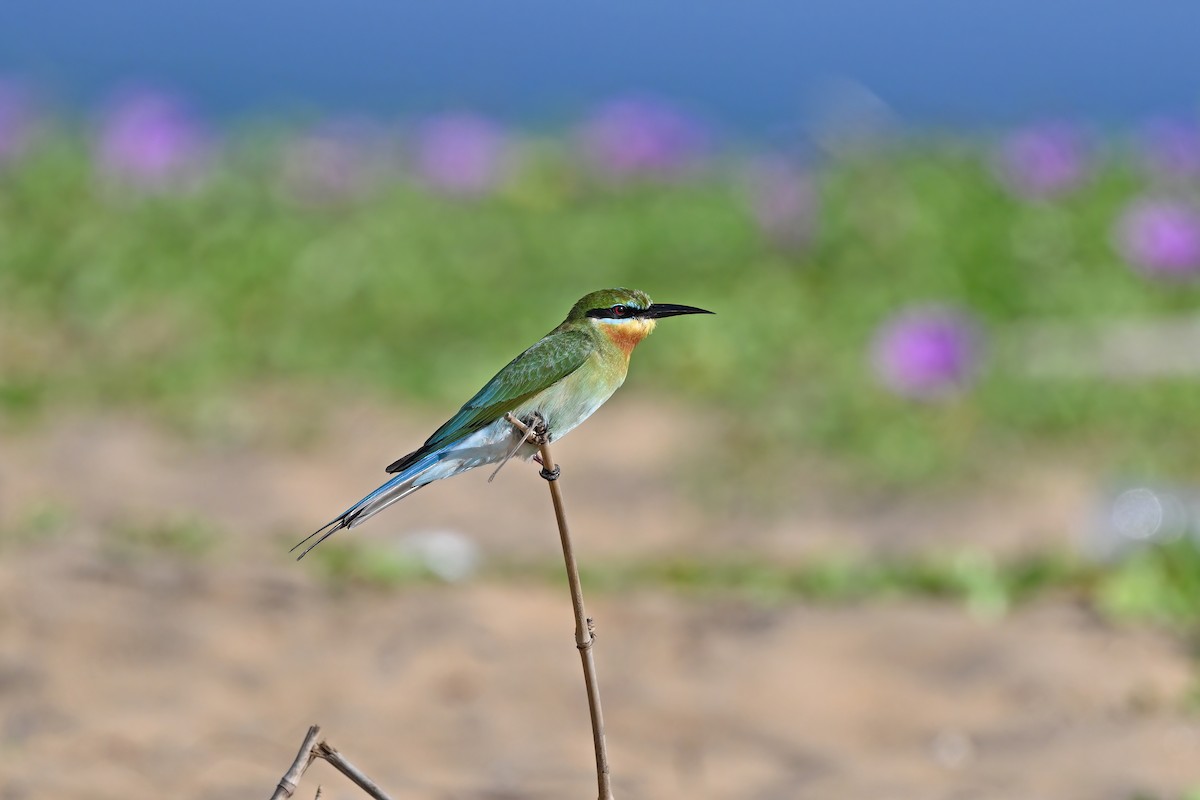 Blue-tailed Bee-eater - ML632136382