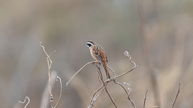 ホオジロ - ML632136396