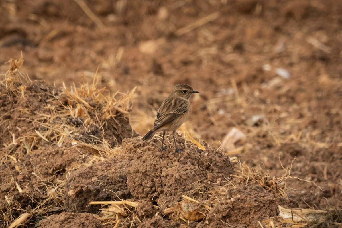 Saltimpalo - ML632136465