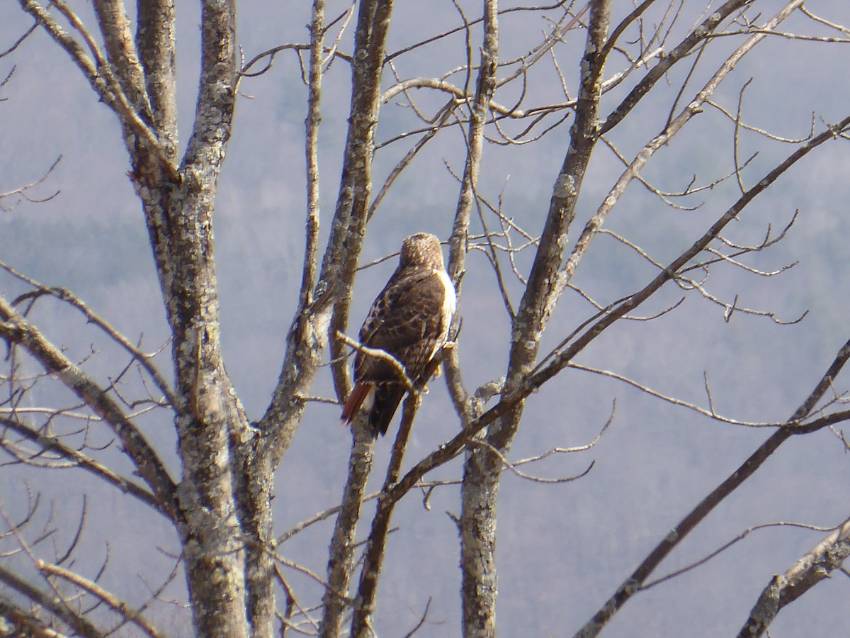 Red-tailed Hawk - ML632136477