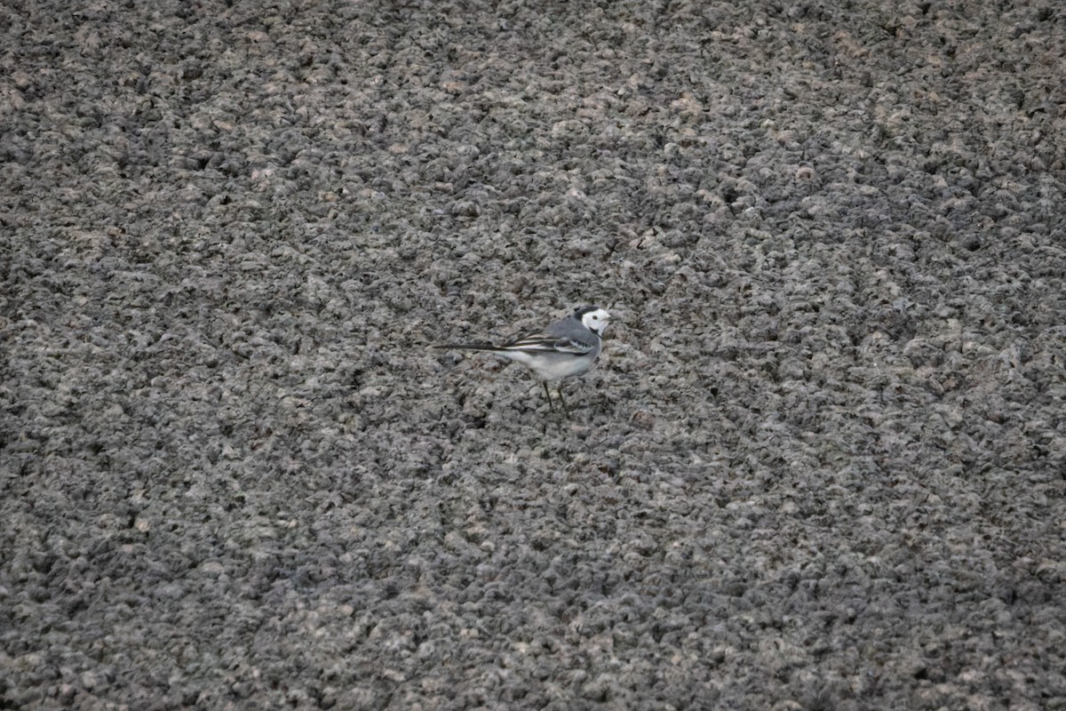 Ballerina bianca - ML632136495