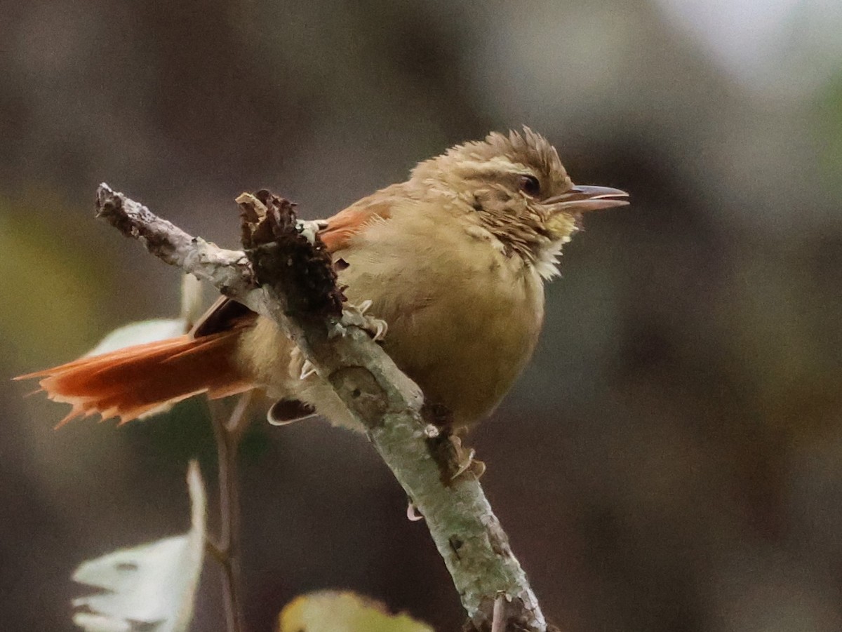 Olive Spinetail - ML632136542