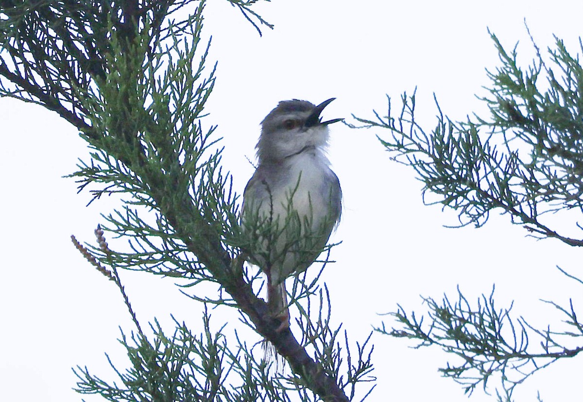 Prinia Modesta - ML632136771