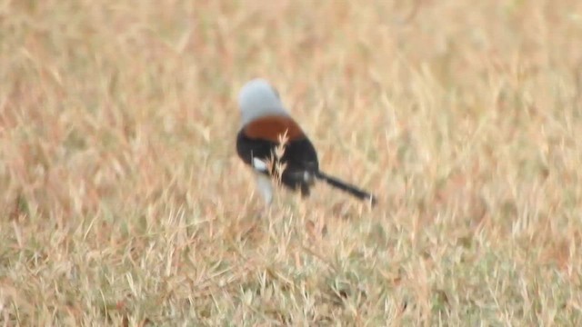 Bay-backed Shrike - ML632136930