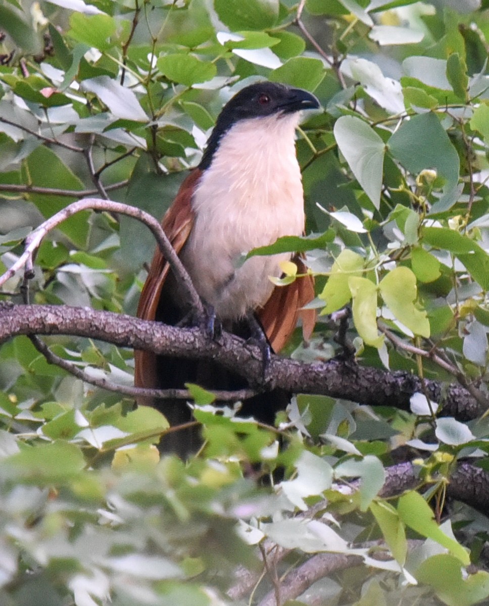 Burchell's Coucal - ML632136937