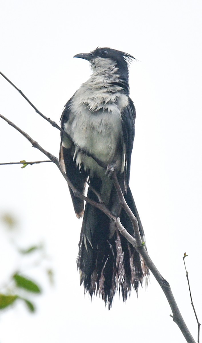 Pied Cuckoo - ML632136945