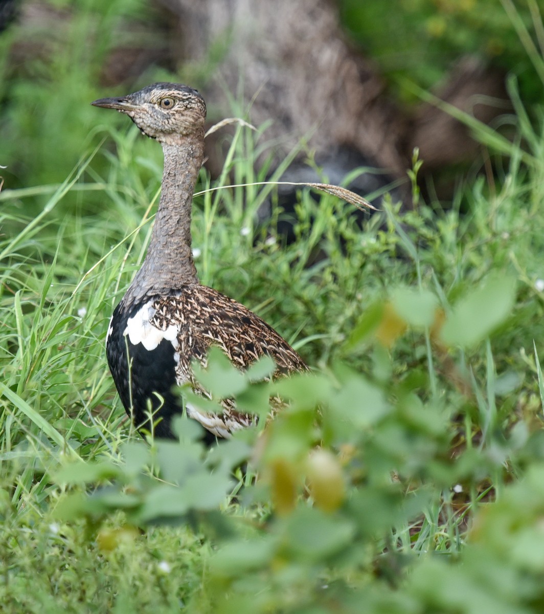 Red-crested Bustard - ML632136966