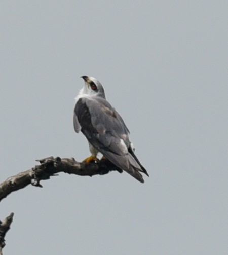 Black-winged Kite - ML632136971