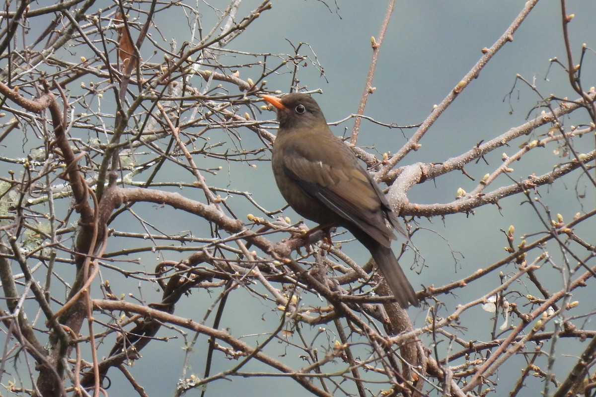 Gray-winged Blackbird - ML632137187