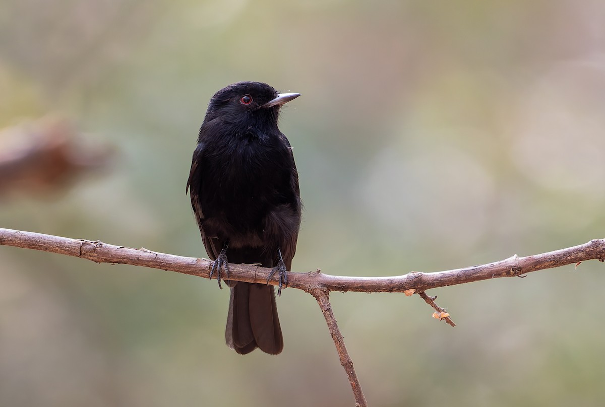 Caatinga Black-Tyrant - ML632137221
