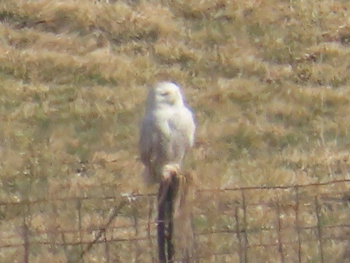 Snowy Owl - ML632137304