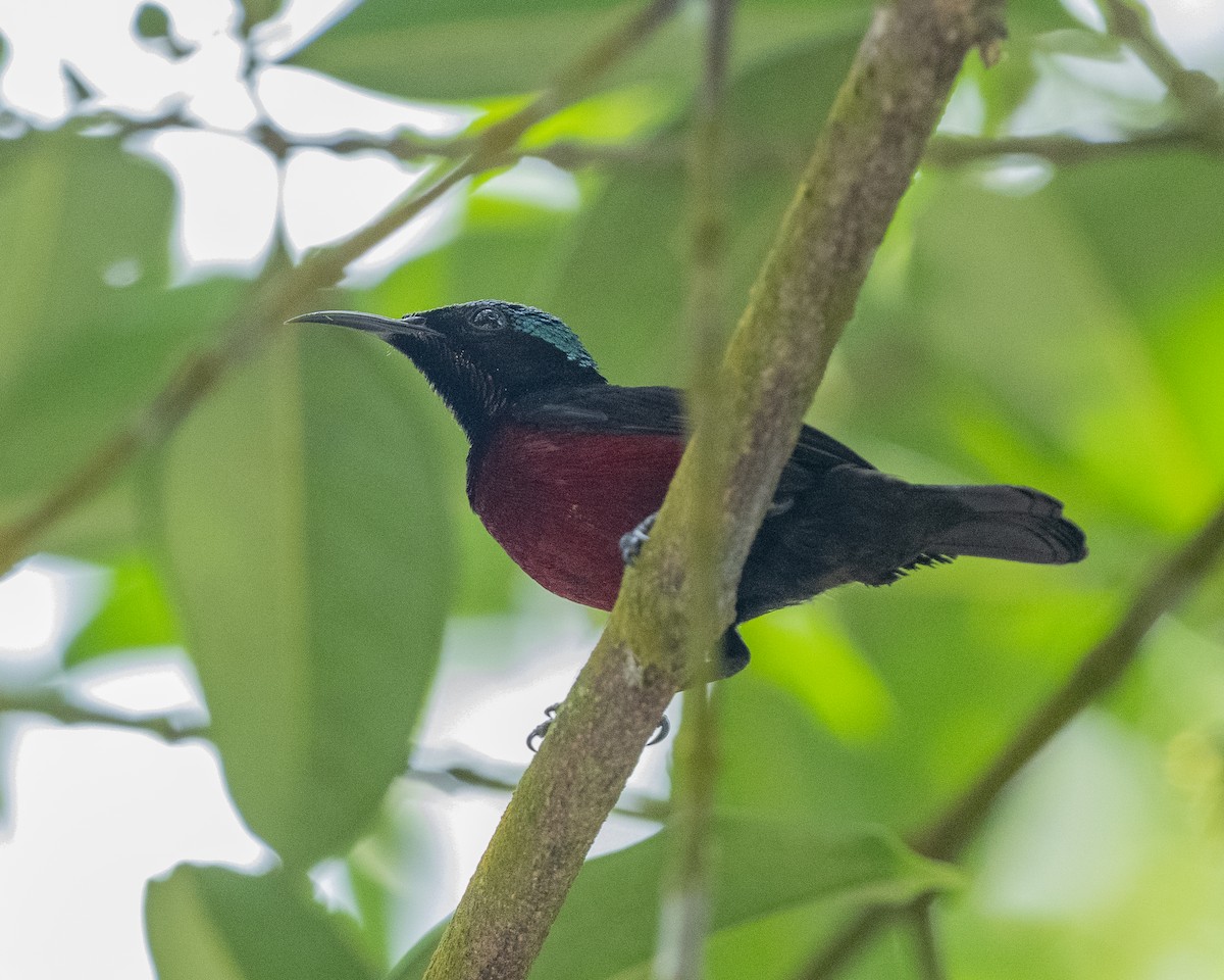 Van Hasselt's Sunbird - ML632137368
