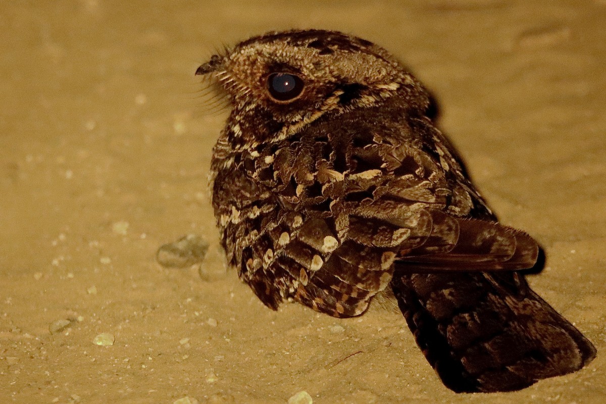 Fiery-necked Nightjar - ML632137402