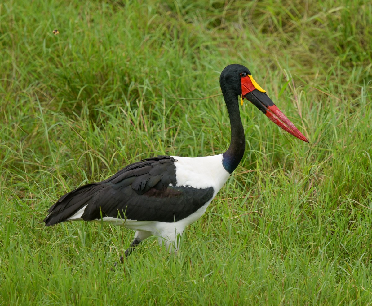 sadelnebbstork - ML632137524