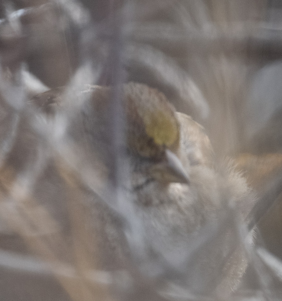 Golden-crowned Sparrow - ML632137533