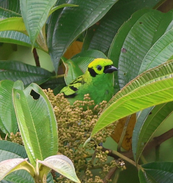 Emerald Tanager - ML632137557