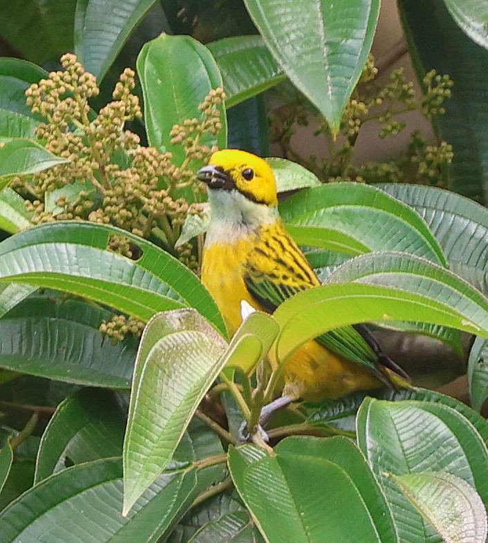 Silver-throated Tanager - ML632137566
