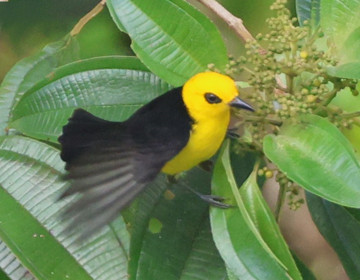 Black-and-yellow Tanager - ML632137578