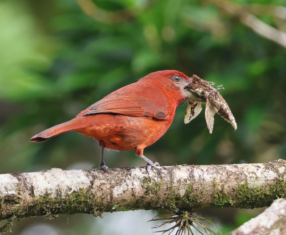 Hepatic Tanager - ML632137583
