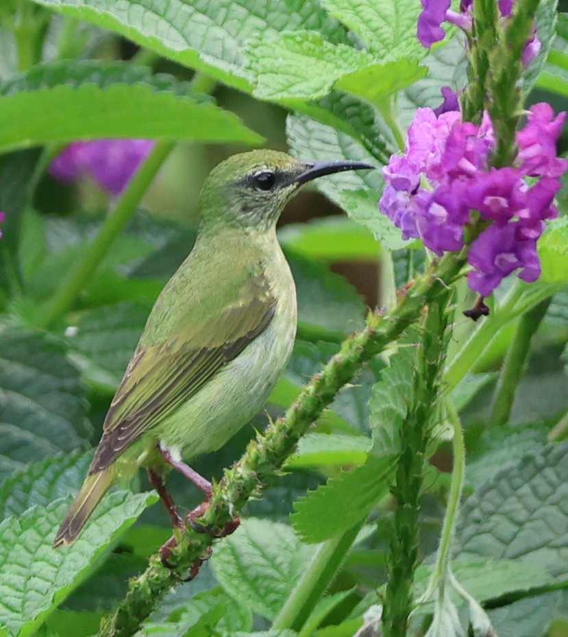Red-legged Honeycreeper - ML632137588