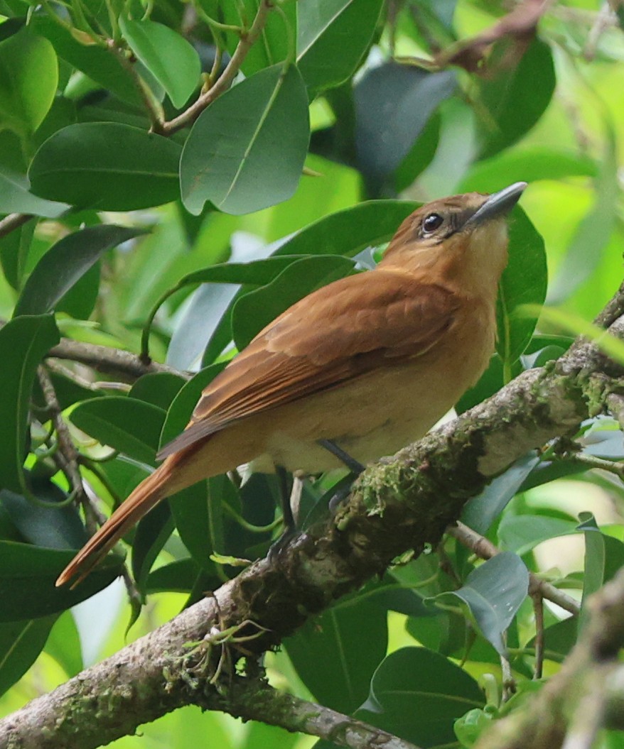 Cinnamon Becard - ML632137608