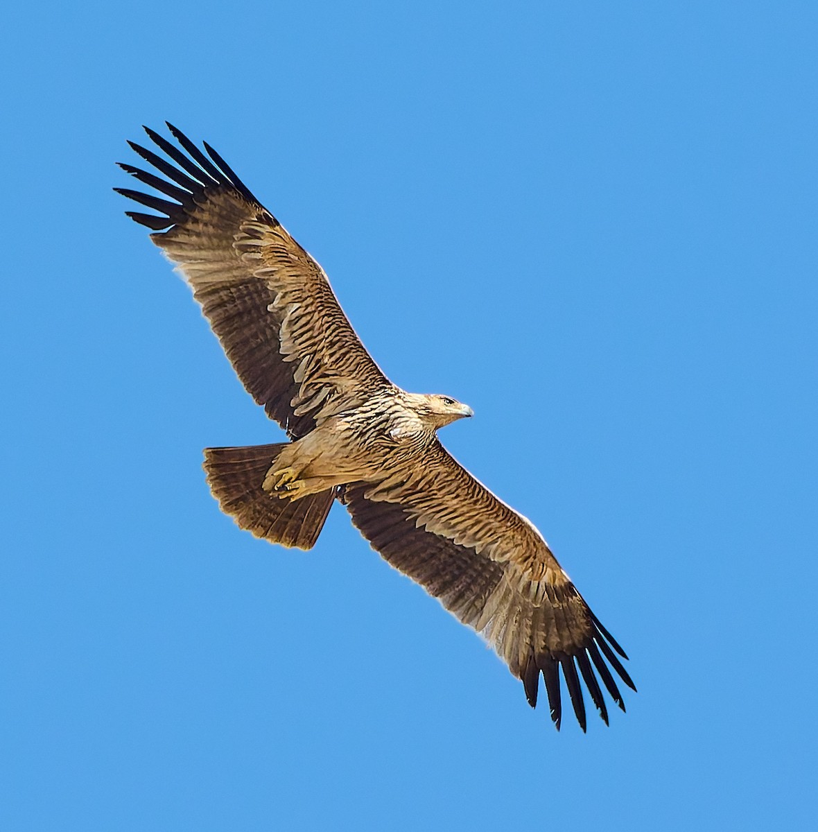 Могильник східний - ML632137631
